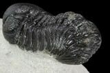 Austerops Trilobite - Visible Eye Facets #120023-3